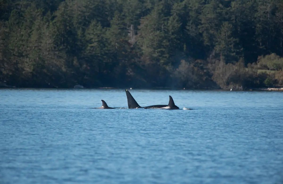 4 Whale Tour in Skagit Valley