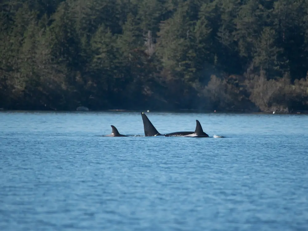 STB Blog Feature Image Whale Tour in Skagit Valley
