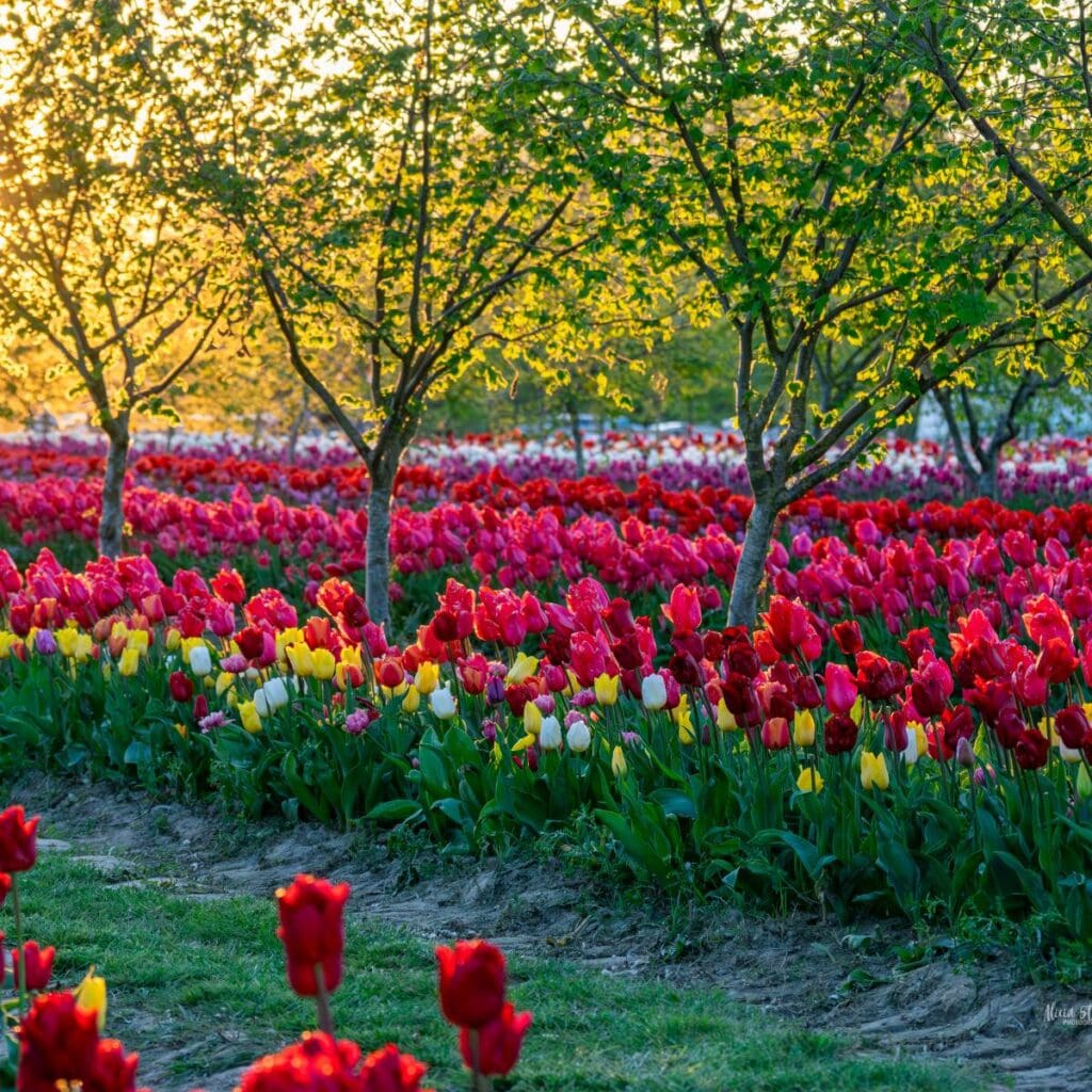 Carousel Image 1 (min 800x800px, max 1500x1500px)