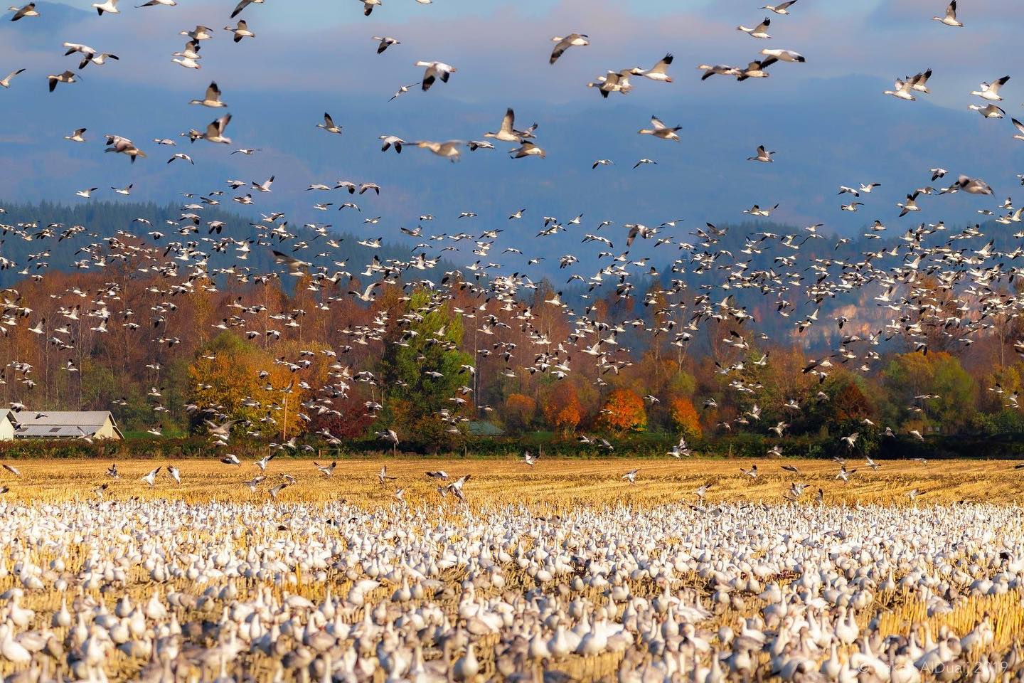 Wildlife Reserve in Skagit Valley
