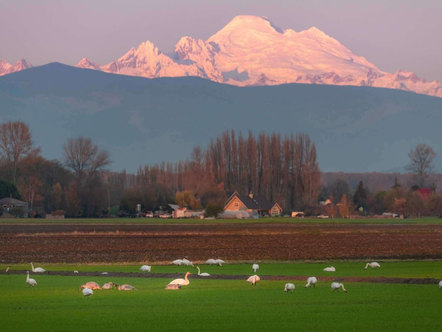 Swans and snow geese in field
