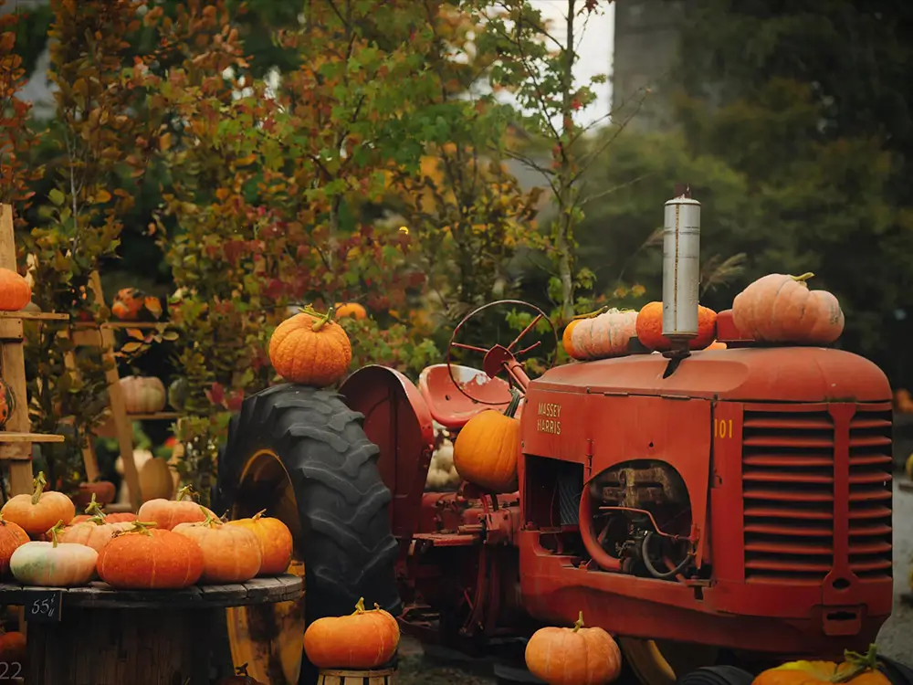 Fall fall pumpkins