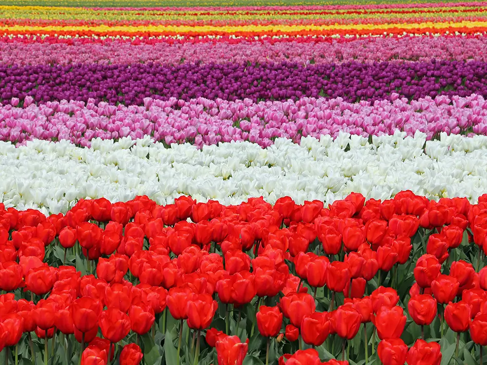 Spring in the Skagit Valley
