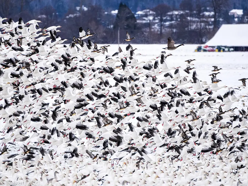Winter in the Skagit Valley