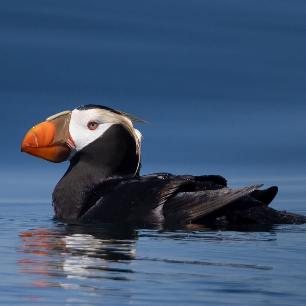 The Salish Sea School Image