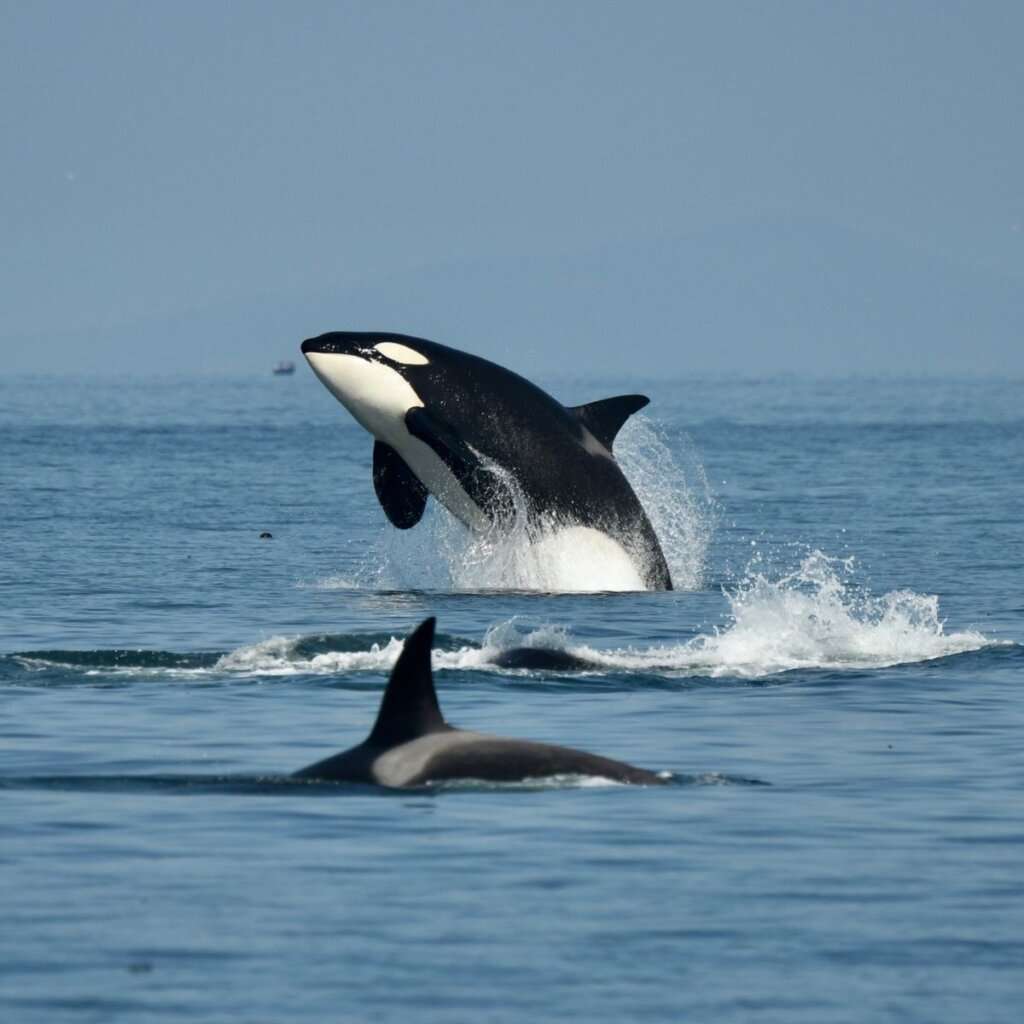 Carousel Image 4 (min 800x800px, max 1500x1500px)