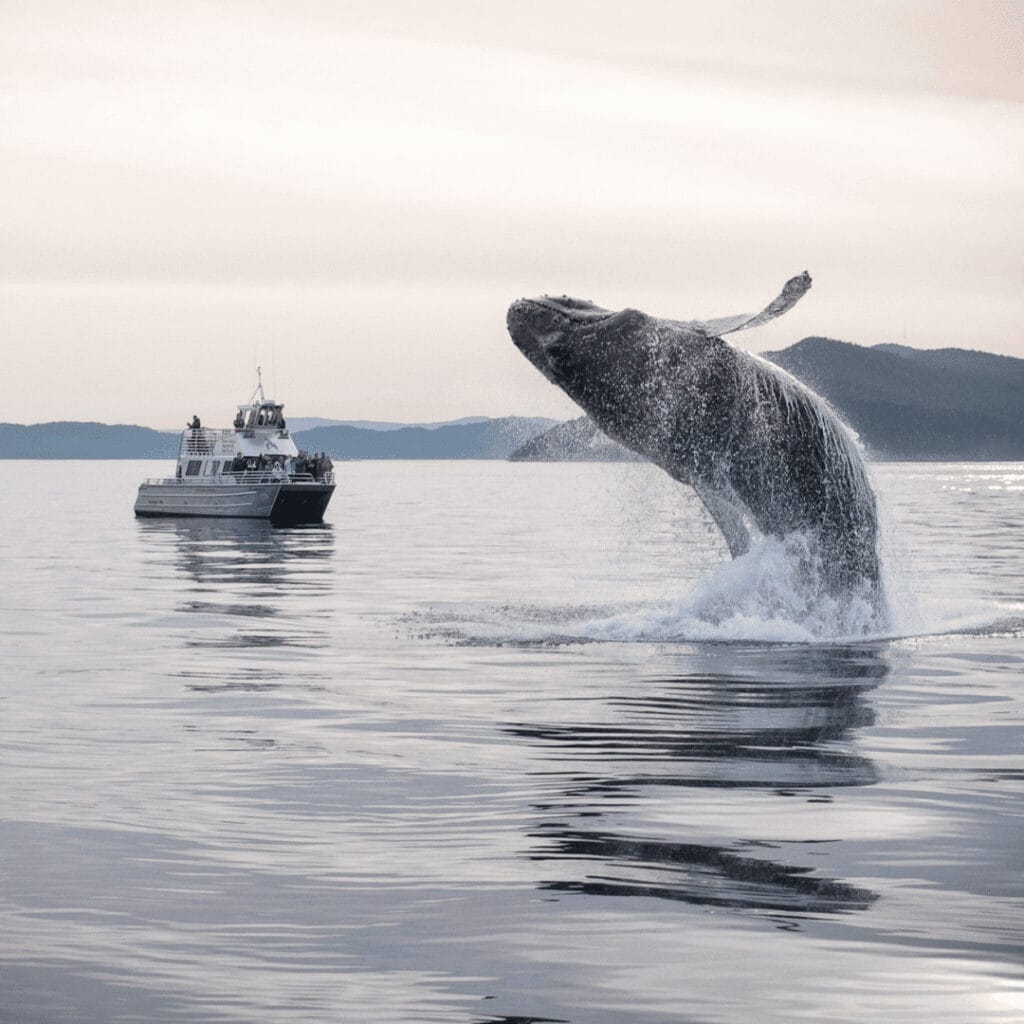 Outer Island Excursions Image