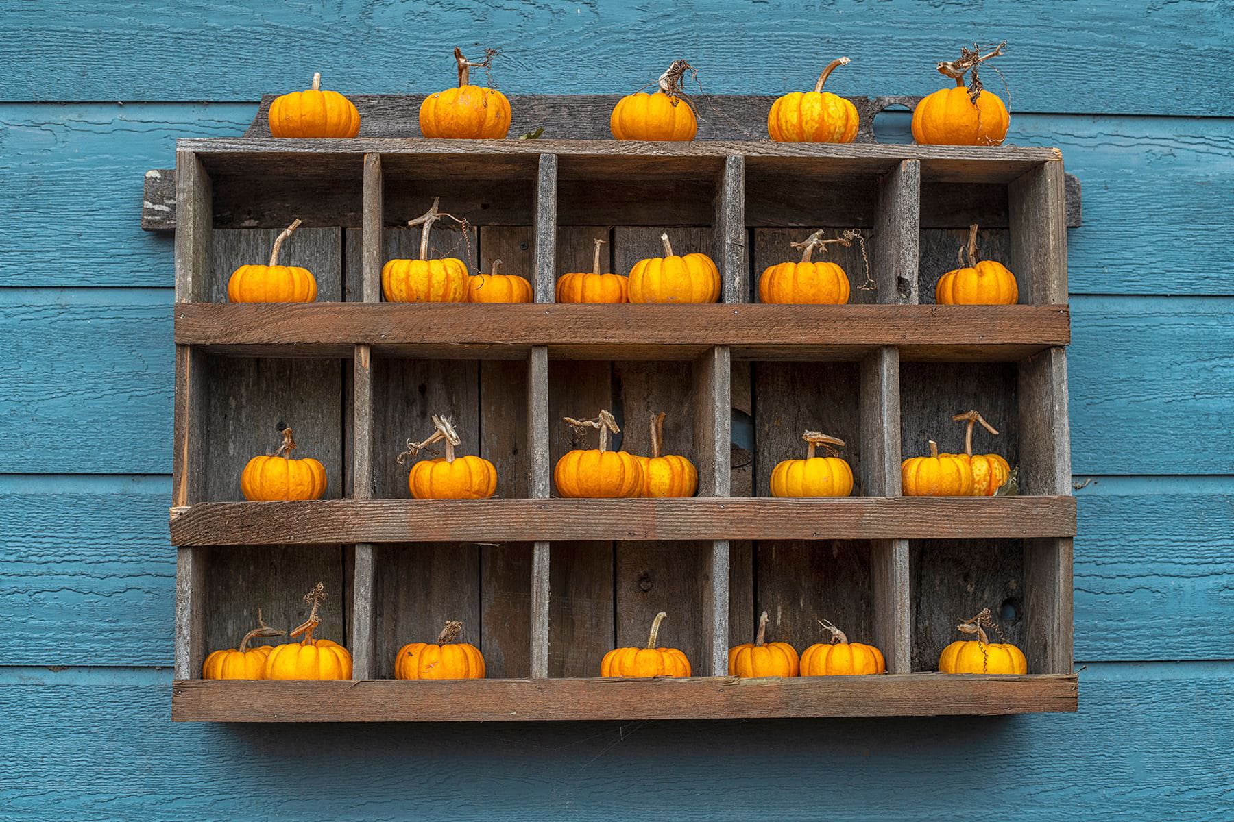 Pumpkins-4x6-print Farm Fresh Flowers