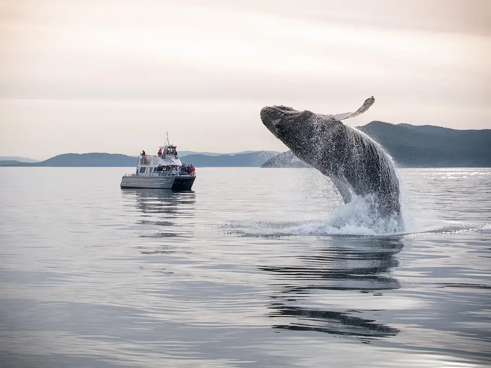Whale Watching in Skagit Valley