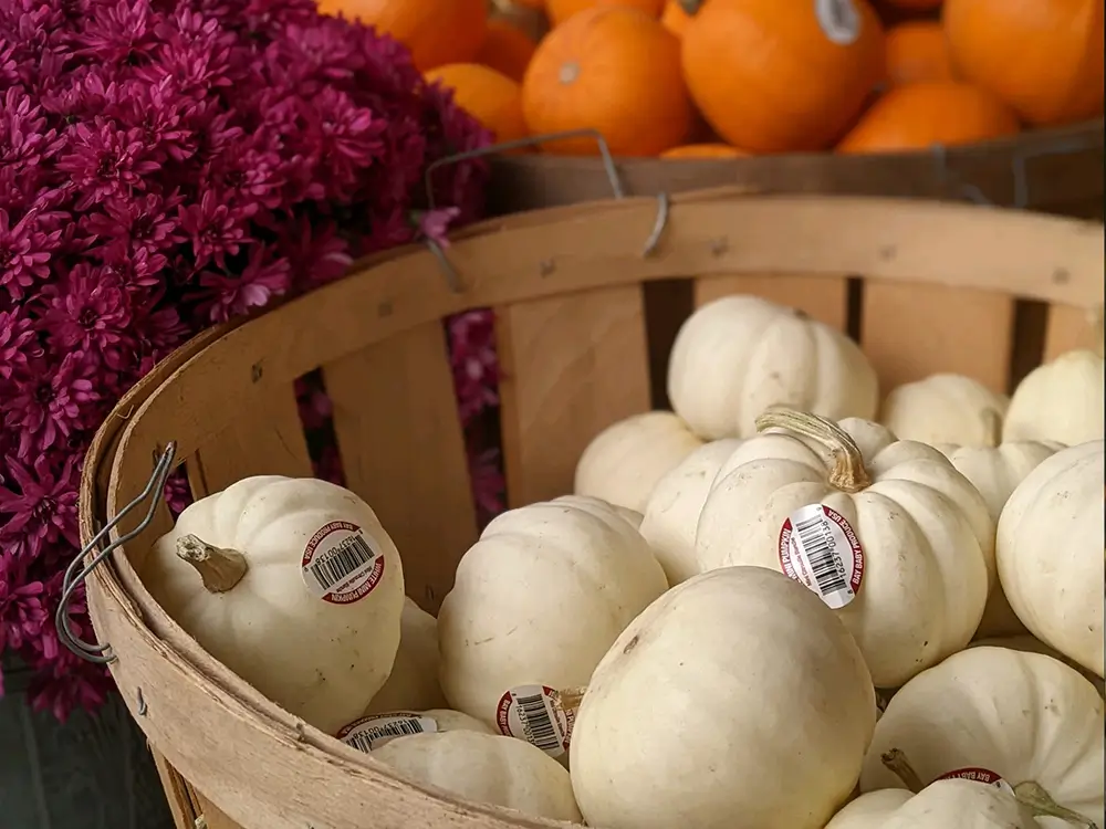 Pumpkin patch in Skagit Valley