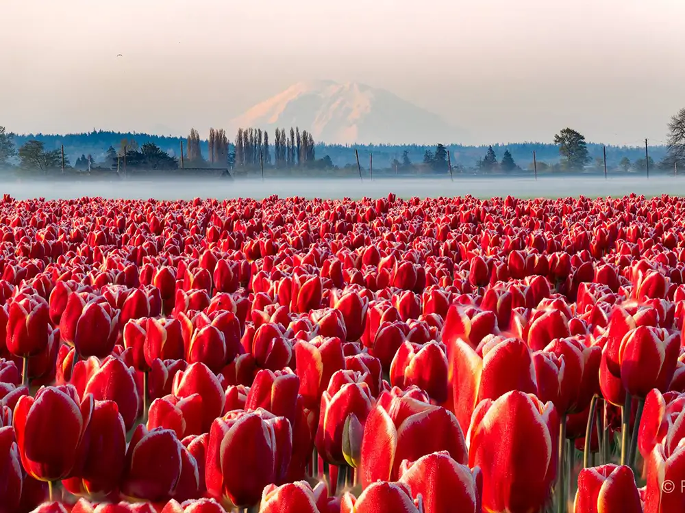 Tulip Fields showcased at the Skagit Valley Tulip Festival
