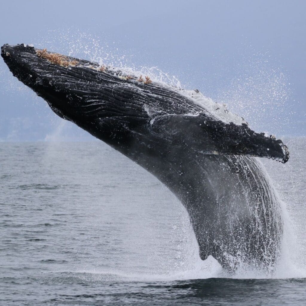 Island Adventures Extended Range Whale Watching Tour Image
