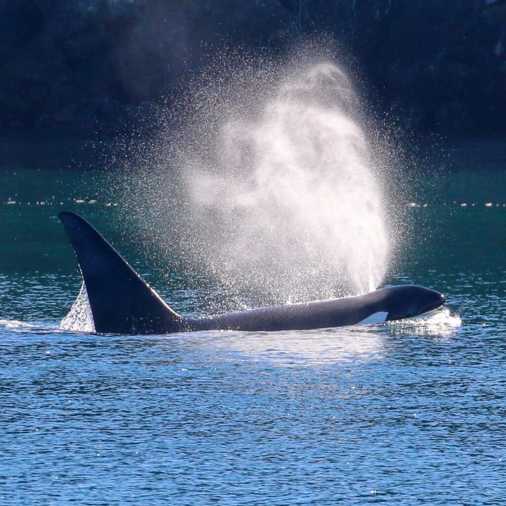 Island Adventures Full Day Whale Watching Tour Image