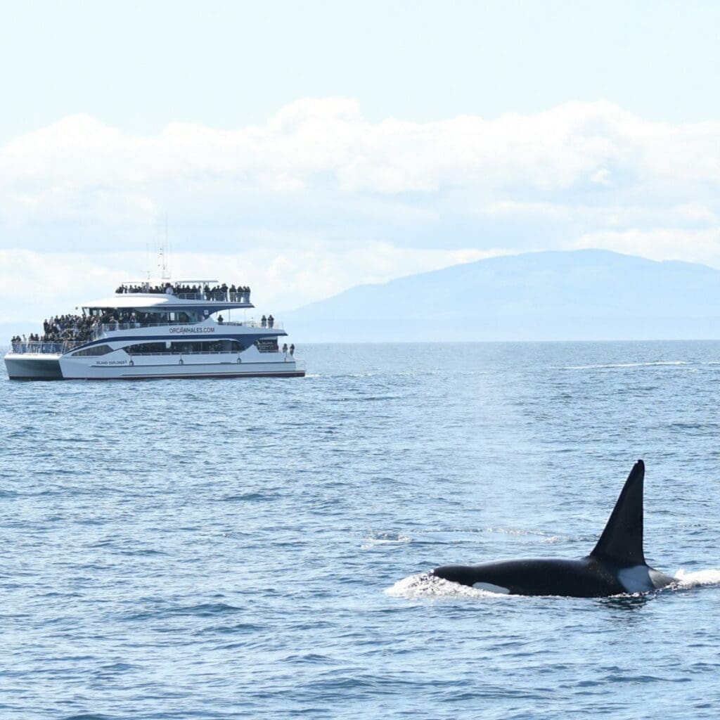 Island Adventures Full Day Whale Watching Tour Image