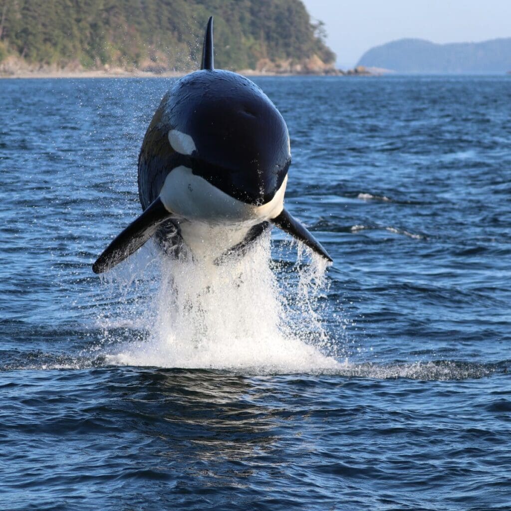 Island Adventures Extended Range Whale Watching Tour Image