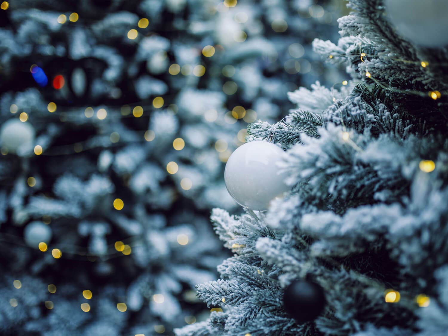 Holiday Festivities and Tree Lighting