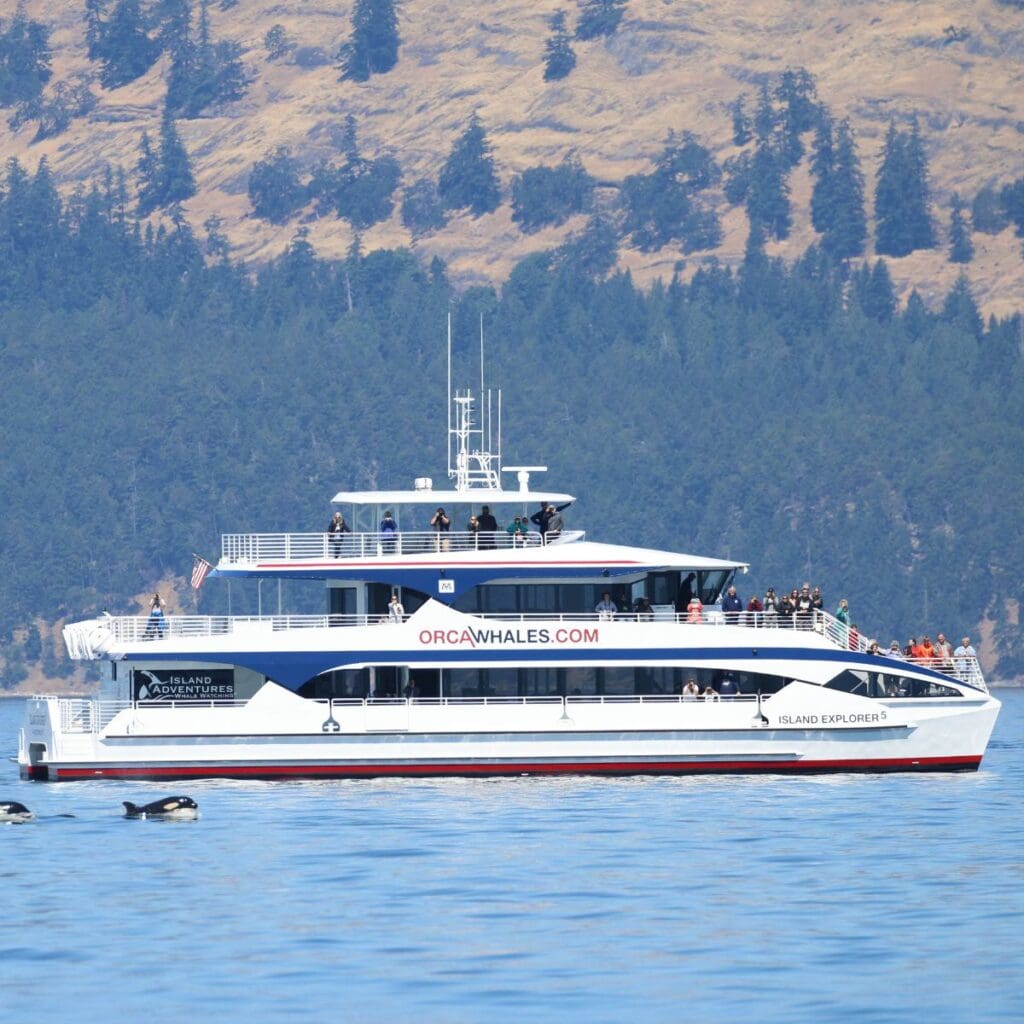 Island Adventures Full Day Whale Watching Tour Image