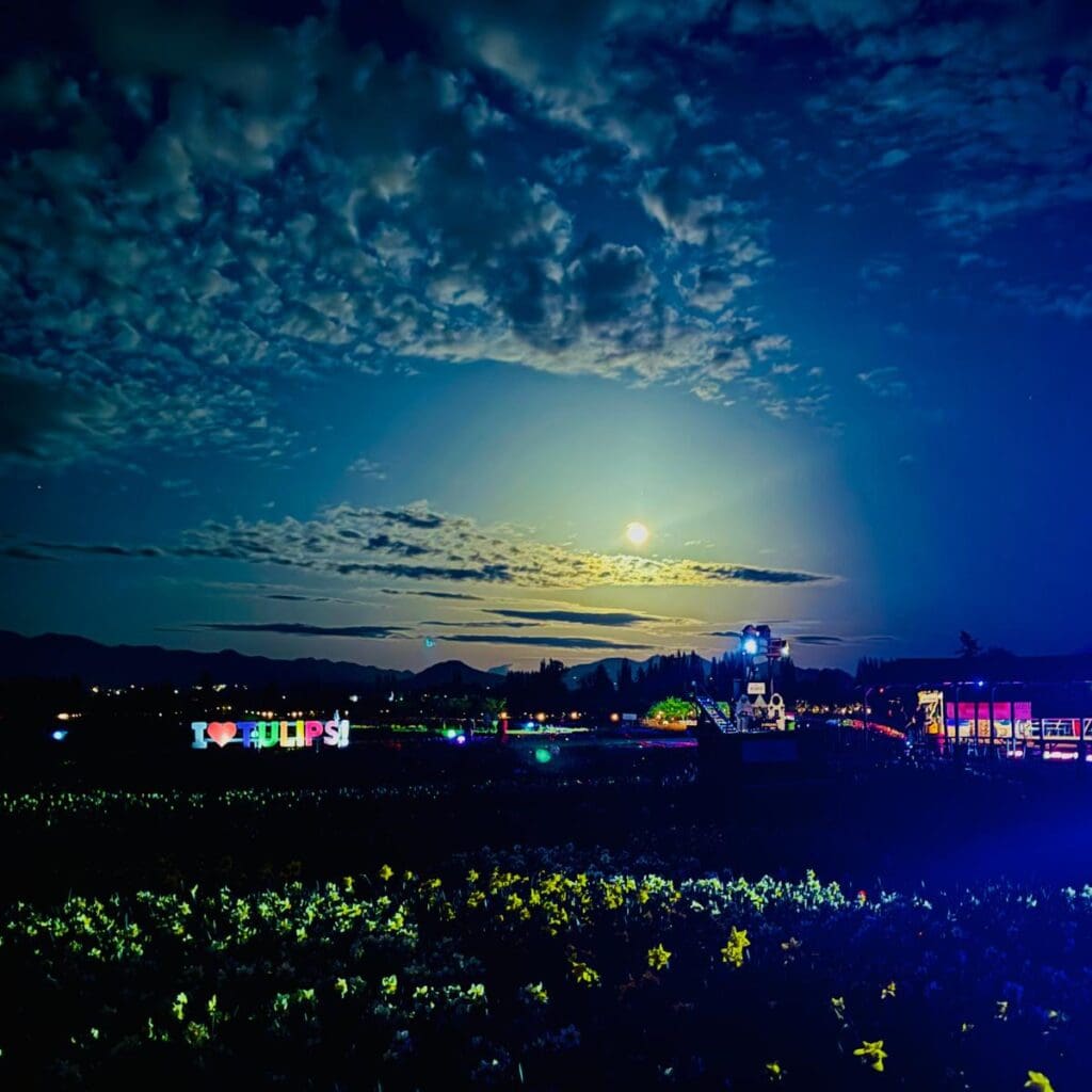 Night Bloom at Tulip Valley Farms Image