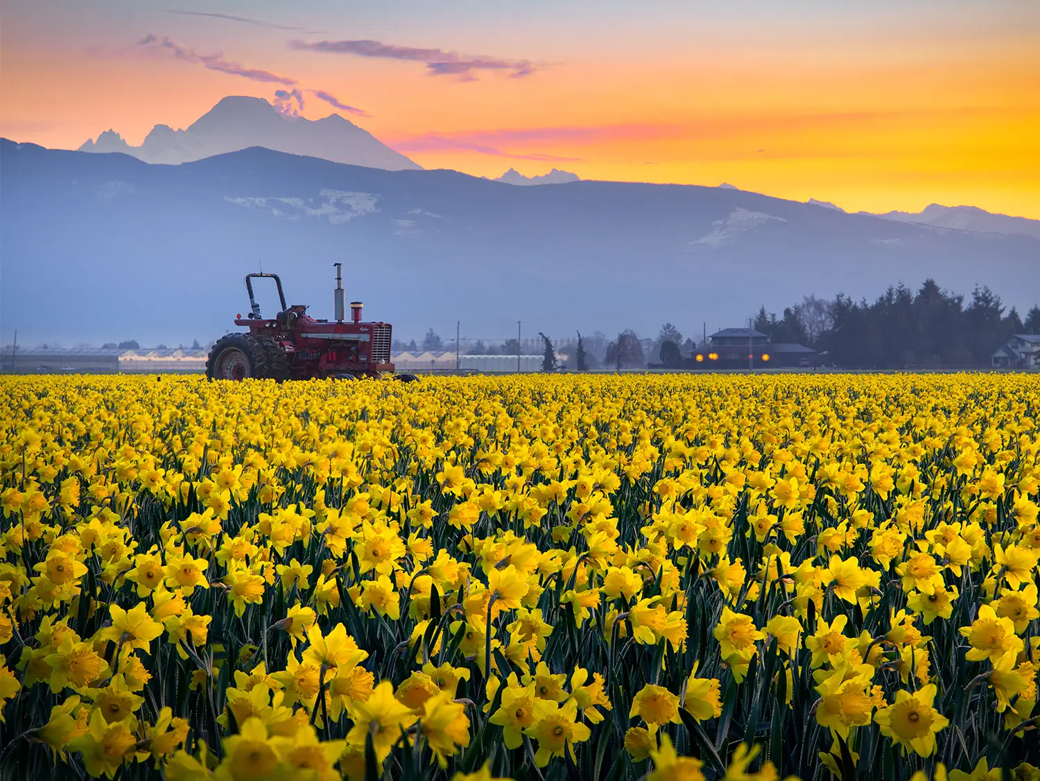 La Conner Daffodil Festival