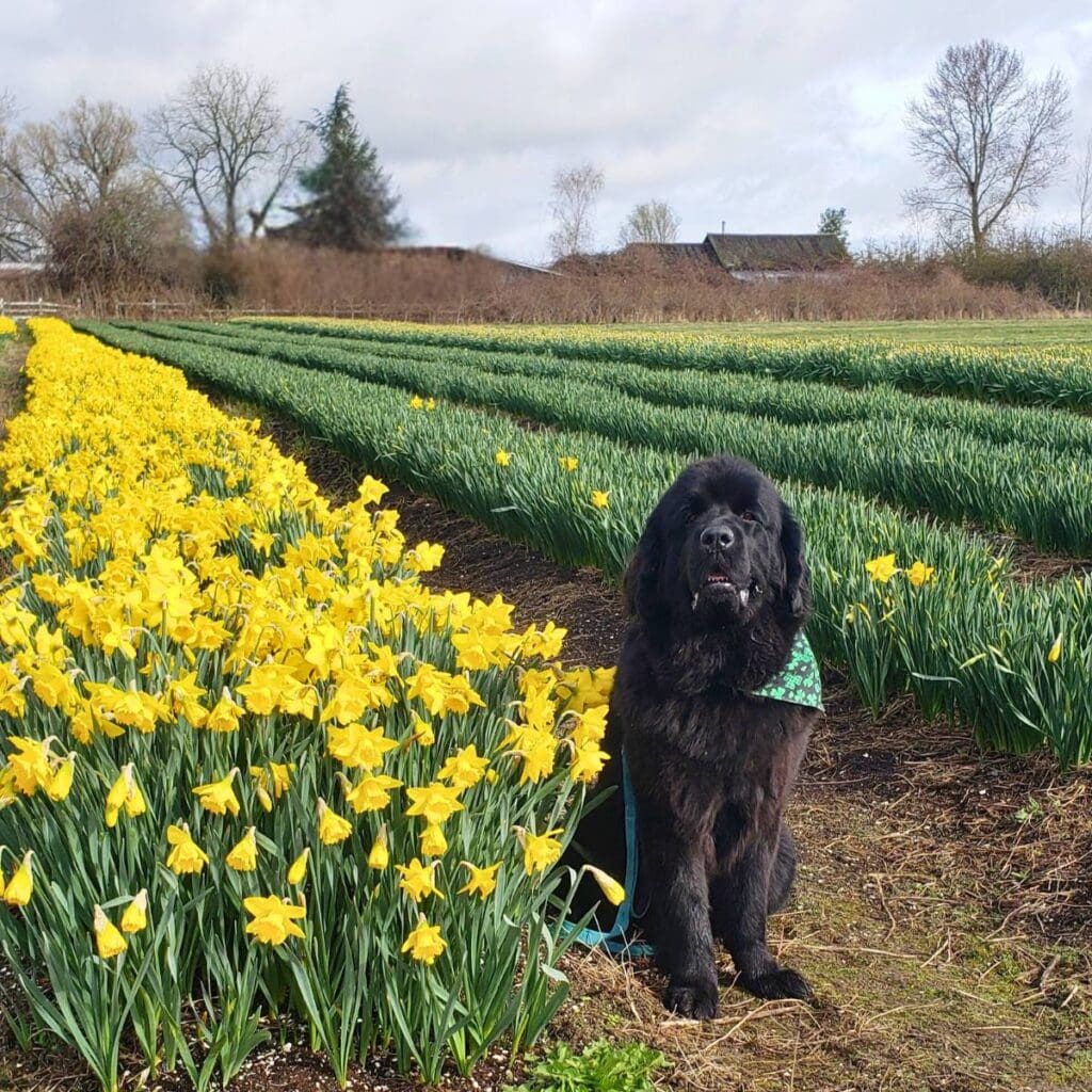 Daffodil Pet Parade at Tulip Valley Farms Image