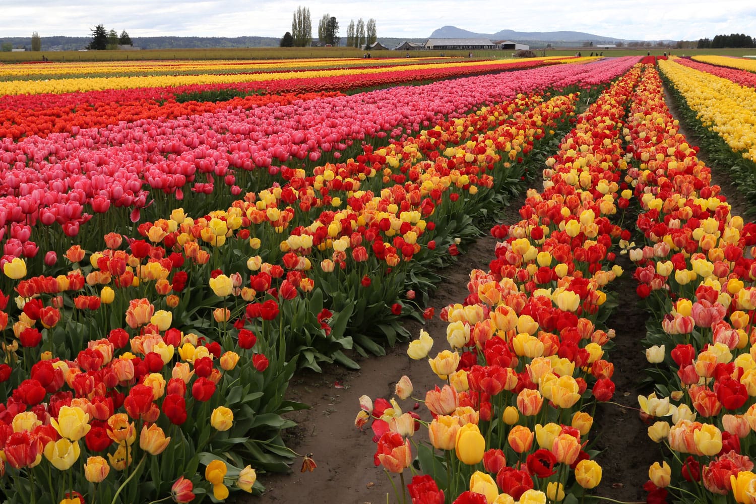 Colorful rows of red, pink, and yellow tulips growing in wide farm fields with barns and hills visible in the distance.