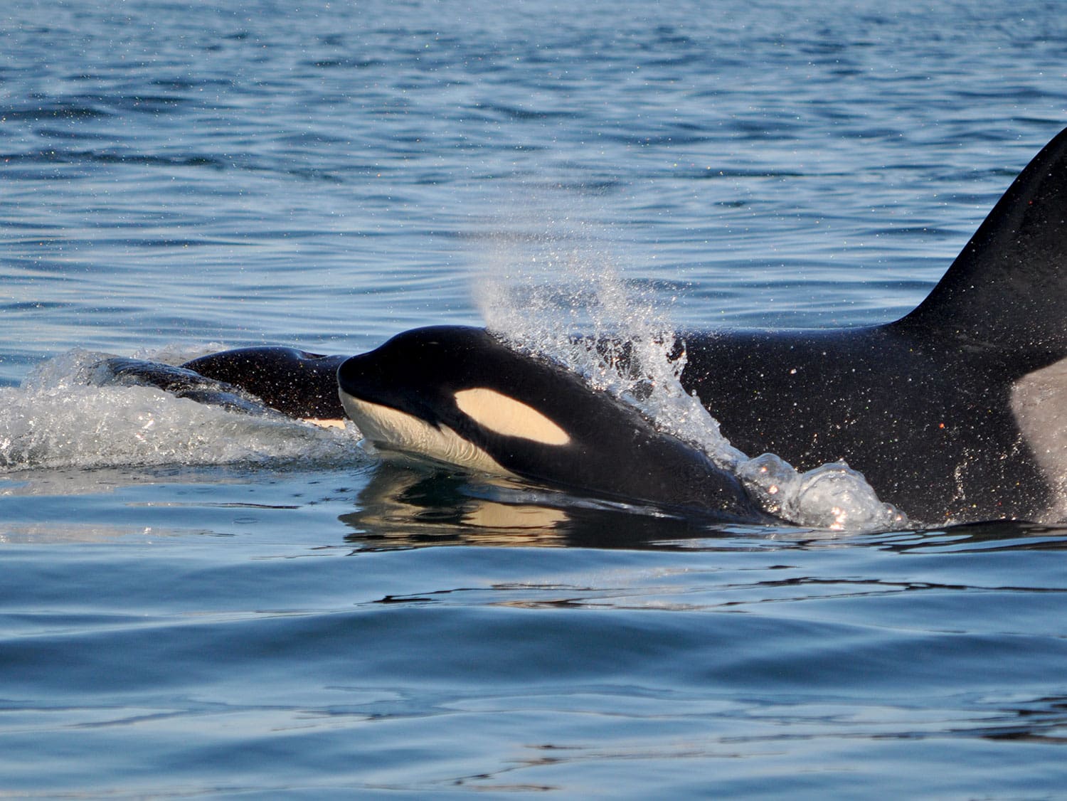 Two orcas swimming at the surface of calm ocean water with splashes around their dorsal fins.