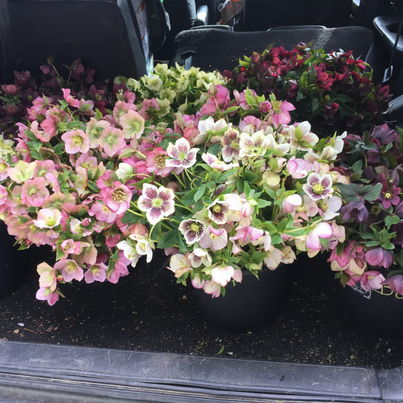 Flower Arranging for Beginners Image