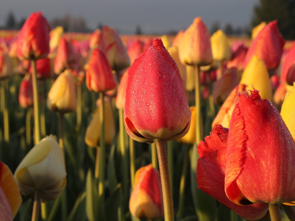 Close-up of red and yellow tulips with dew in a blooming field