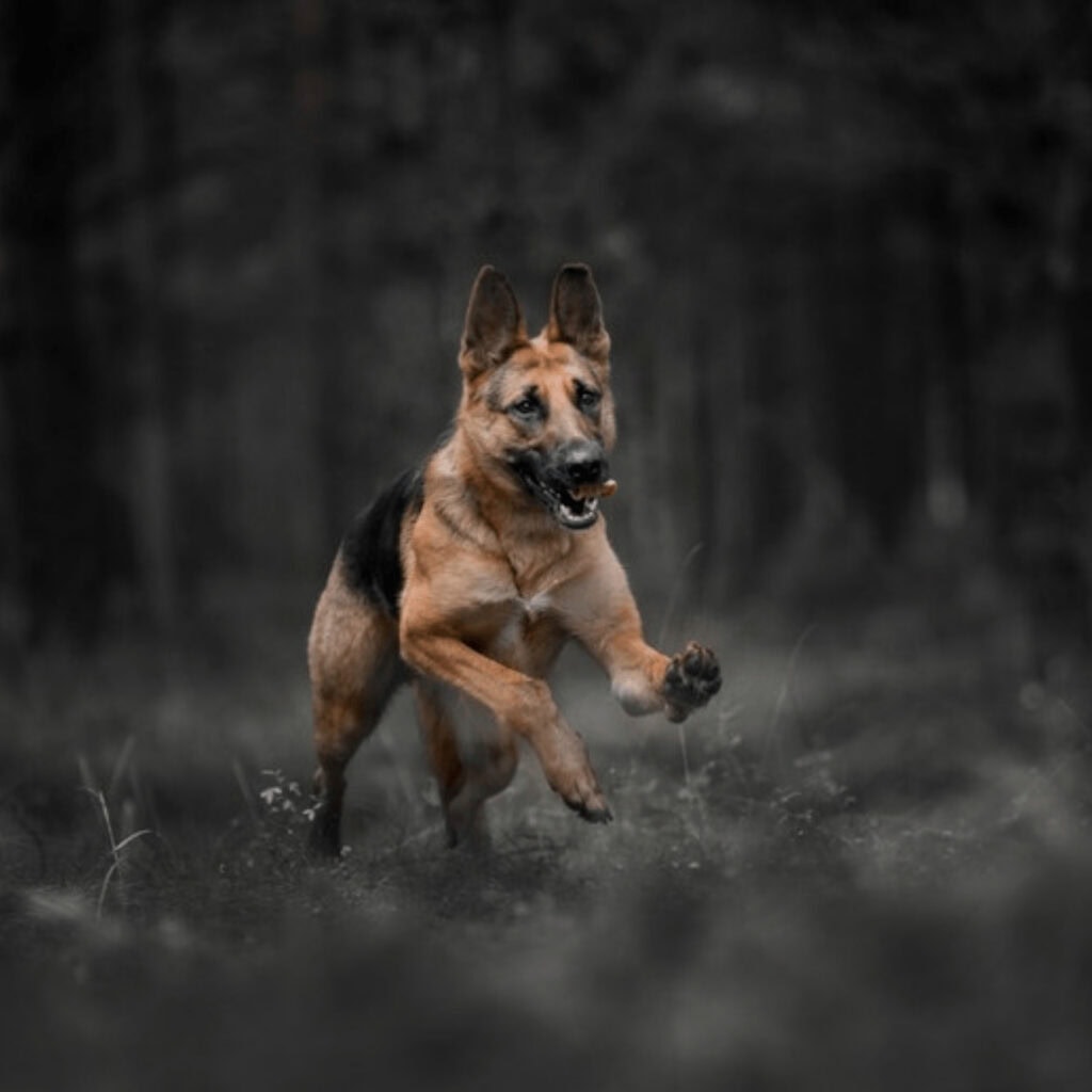 Skagit County K9 Heroes Fund Muddy Paws! 2.1 mi, 5k, 10k & After Party Picnic Image