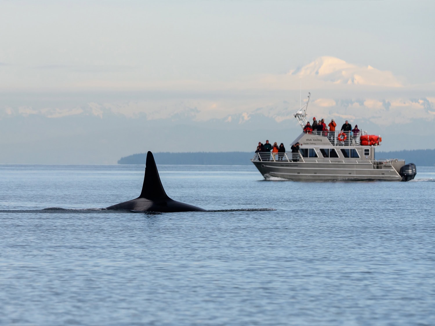 An orca surfaces near a whale watching boat