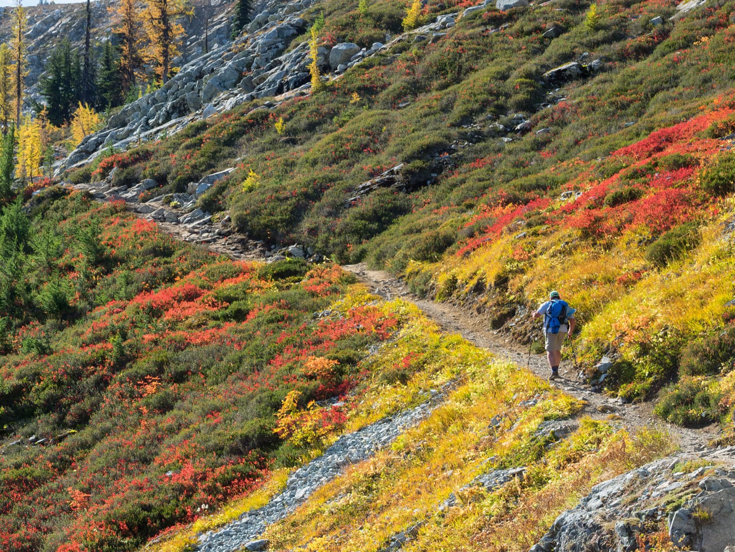 A hiker with trekking poles makes their way up the Maple Pass Trail, surrounded by vibrant red and yellow autumn foliage in the North Cascades, Washington.
