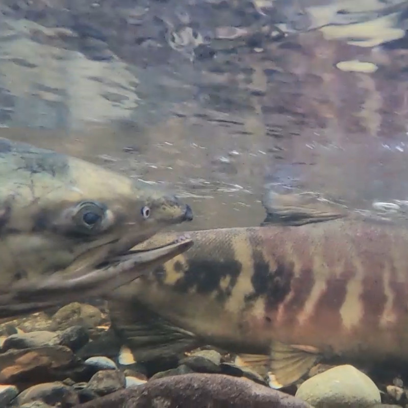 Salmon Sightings Oyster Creek Image