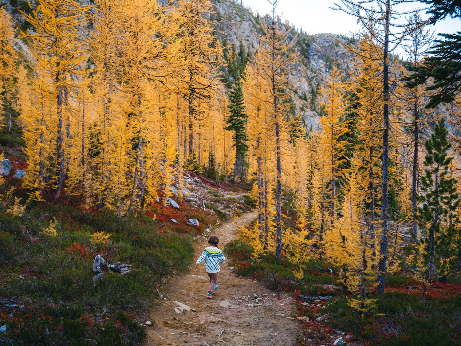 A young child runs down a mountain trail surrounded by glowing golden larch trees during Larch Madness season in the North Cascades, Washington.