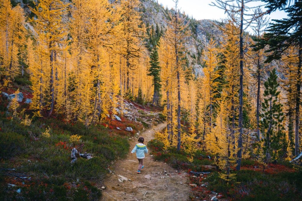 Larch Madness
