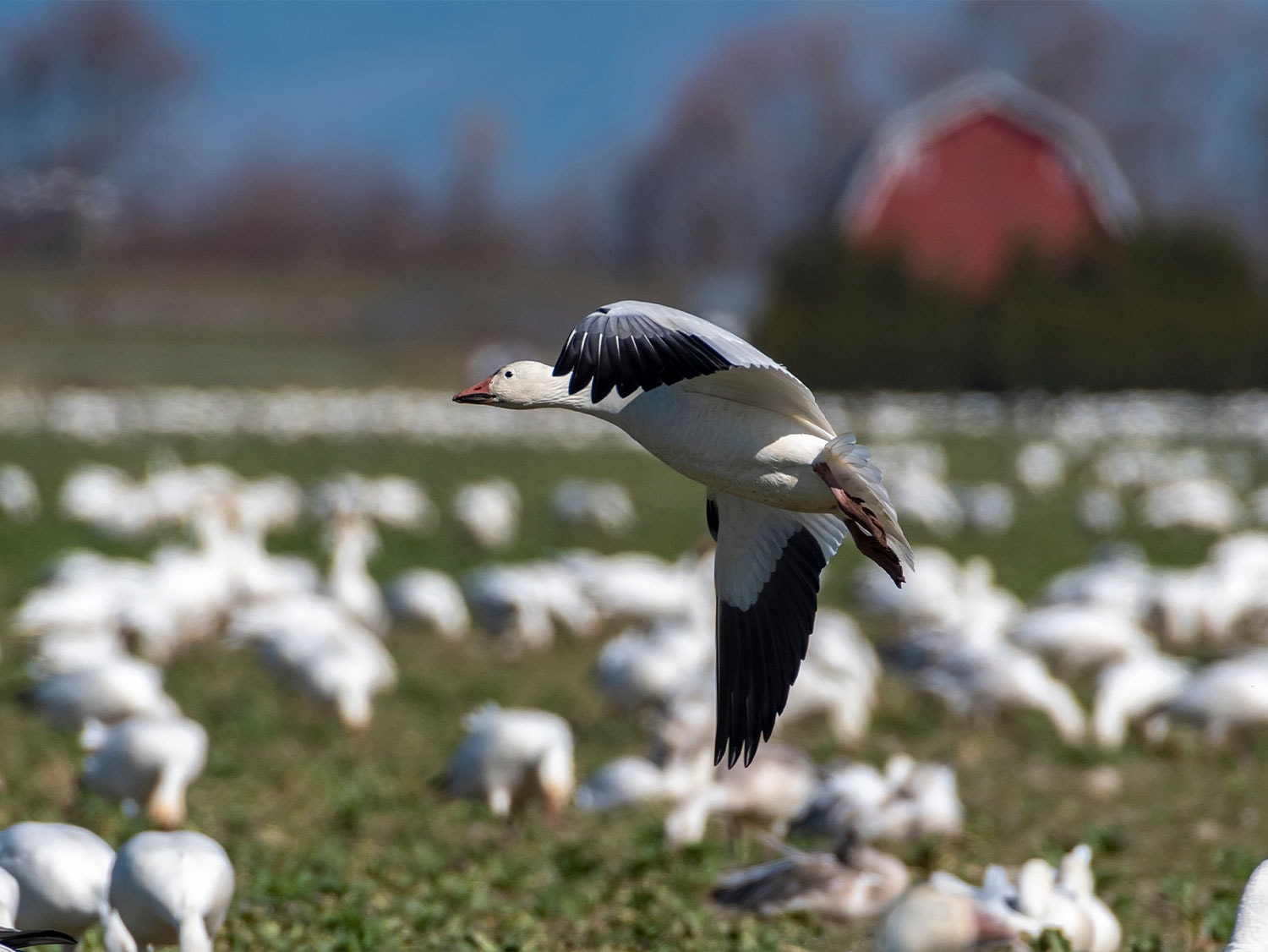 A snow goose in flight over a flock resting in a Skagit Valley farm field, with a red barn visible in the background.