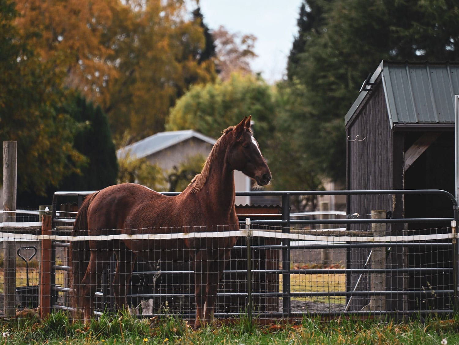 A chestnut horse stands in a fenced paddock on a Skagit Valley farm, surrounded by autumn foliage.