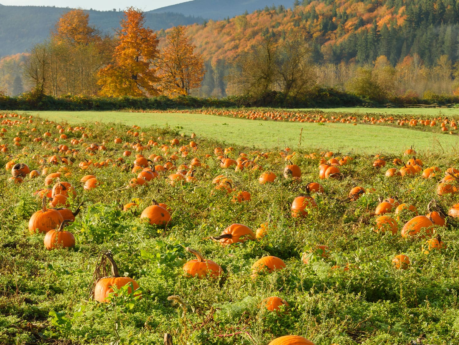 Pumpkin patch in a green field with orange and red autumn foliage and mountains in the background.