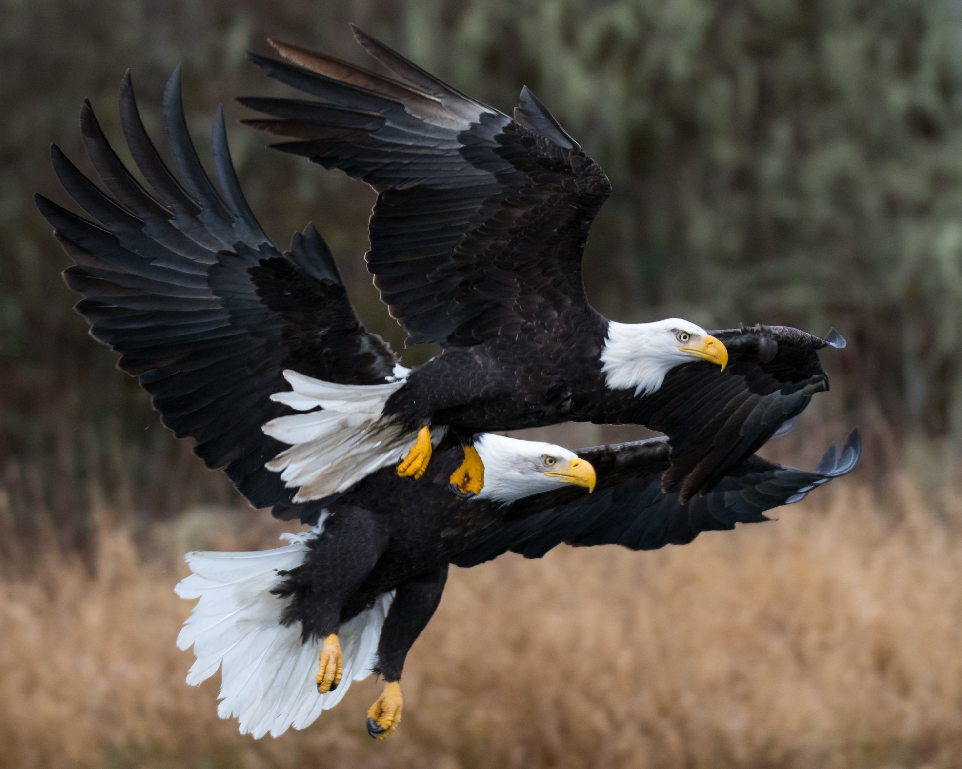 Winter Migration of Bald Eagles - Skagit Eagle Festival ...