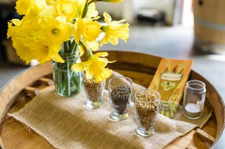 Beautiful Daffodils and Tasty Grains
