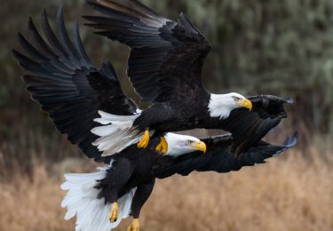 Winter Migration of Bald Eagles – Skagit Eagle Festival