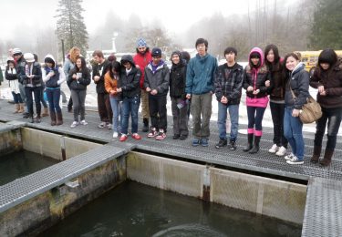 Free Guided Tours at Marblemount Fish Hatchery