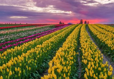 Hop on over to Tulip Town this Spring!