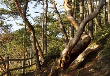 Anacortes Hiking – Find a Favorite Fidalgo Island Hike