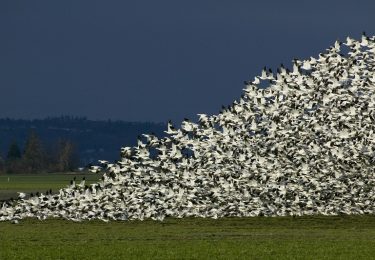 Holiday Roadtrip 2015 – The Snowgeese and Holidays are Here!