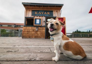 Skagit Valley Off Leash Dog Parks