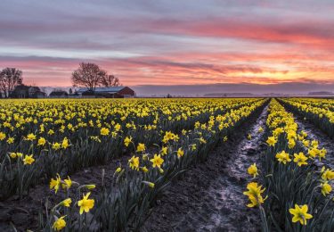 La Conner Daffodil Festival – March