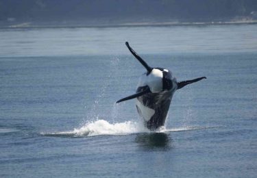 June is Orca Month