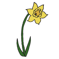 daffodil_2