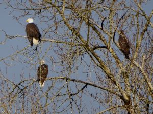 skagit-birdwatching-eagles